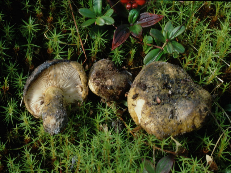 Specie interessanti dalla LAPPONIA due